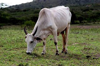 ग्वेर्नसे