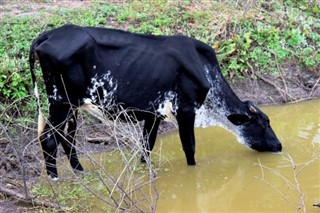 গর্নেস