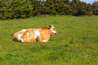 Guernsey-sziget