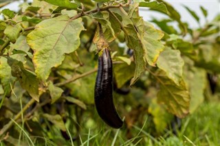 Guinea