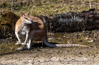 ギニア