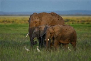 Guinea-Bissau