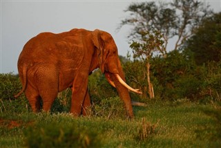 Guineea-Bissau