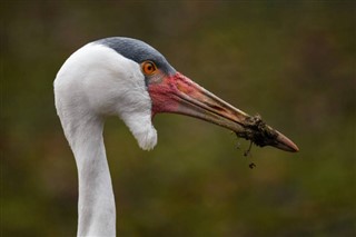 Guinea-Bissau