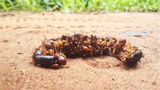 Guinée-Bissau