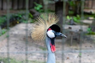 Guinea-Bissau