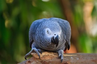 Guinea-Bissau