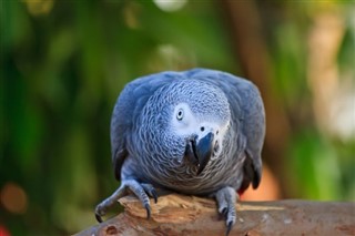 Guinea-Bissau