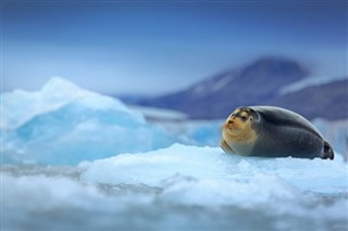 Ísland