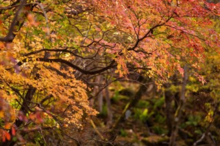 日本