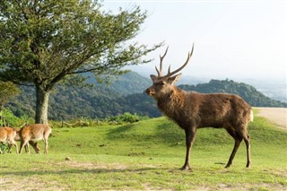 일본