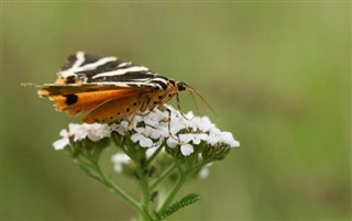 জার্সি