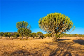 קנייה