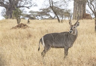 kenya