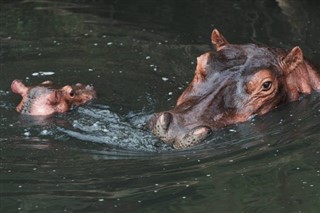 Кения