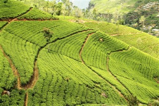 কেনিয়া