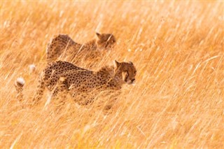 Kenya