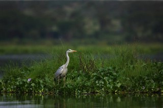 கென்யா