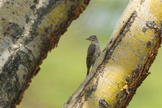 কেনিয়া