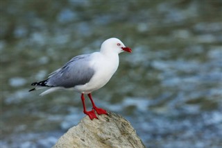 Kiribati