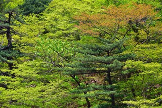 韓国、北朝鮮