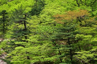 韓国、北朝鮮