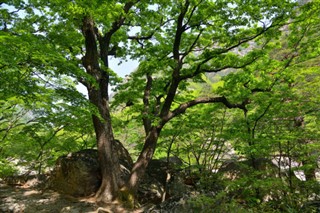 한국