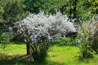 Северна