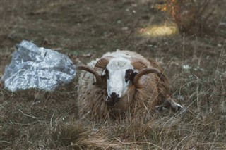 Kosovo