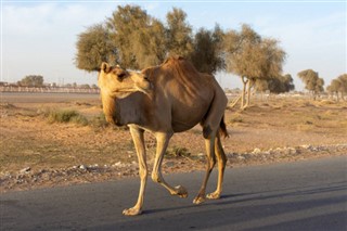 कुवैट