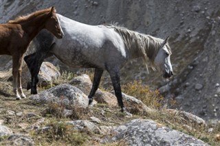 قرغيزستان