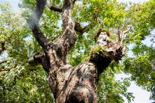 Laos