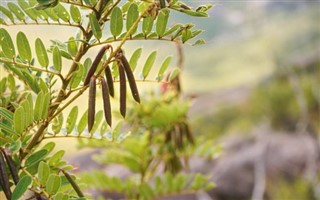 Madagascar