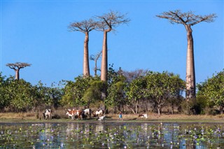 Madagaskaras