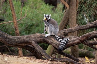 Madagaskaras