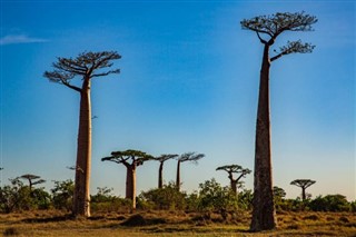 Madagaskaras