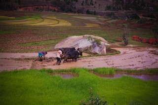 मेडागास्कर