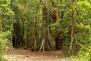 Madagascar