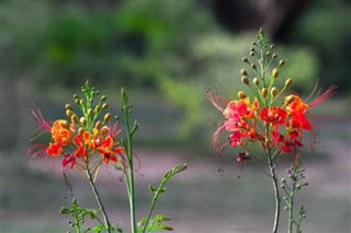 Madagaskaras