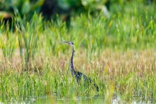 マダガスカル