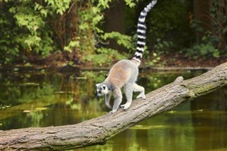 Madagaskaras