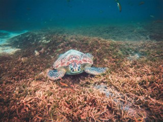 マルティニーク島