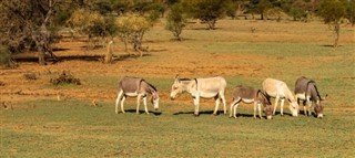 Mauritánia