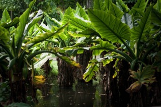 மொரிஷியஸ்