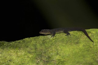 Mayotte