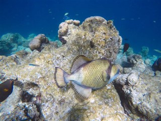 マヨット島