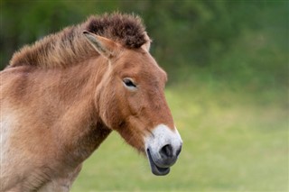 Mongolia