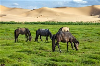 Mongolie