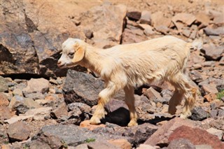 المغرب