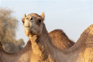 المغرب